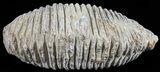 Cretaceous Fossil Oyster (Rastellum) - Madagascar #54479-1